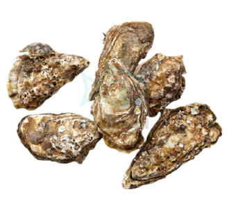 Französische Austern Nr. 2 - frisch / 12Stk. Packung. /