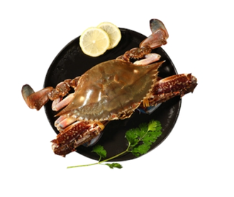 Zhoushan Krabbe ganz - Größe 300+ / 20% Glasur /