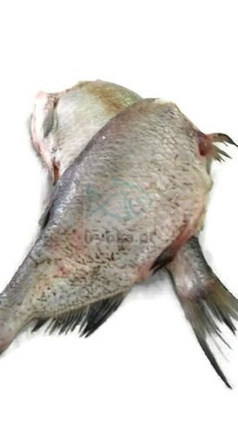 Frisch ausgenommene Brasse ohne Kopf