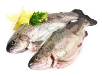 Frische ausgenommene Forelle mit Kopf - in Polen gezüchtet / 1,1-1,3 kg