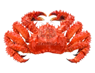 Ganze Königskrabbe - frisch - 4-5 kg/Stk.