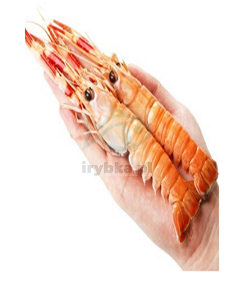 Langustine - 13-16 - 1kg / 25% Glasur /