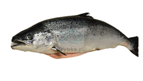 Frischer ganzer Lachs - ausgenommen / wild / - 4-5 kg/Stk.