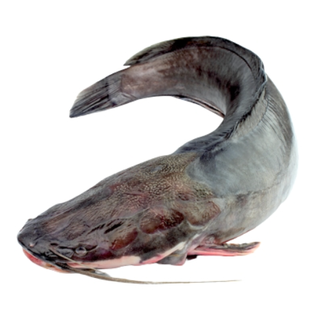 Europäischer Wels ausgenommen mit Kopf - frisch / 2,20 – 2,5 kg / St.