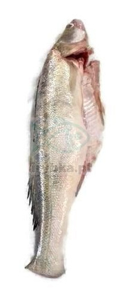 Frischer Zander ausgenommen mit Kopf