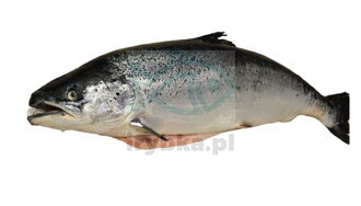 Frischer ganzer Lachs - ausgenommen / wild / - 4-5 kg/Stk.