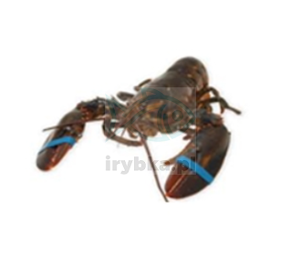 Ganzer kanadischer Hummer - Größe 400-500 / frisch /