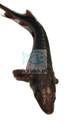 Geräucherter sibirischer Stör mit Kopf /1,5-1,8kg/ aus polnischer Zucht