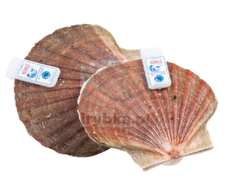 Heilige Muscheln Jakobsmuscheln ganz / Stk. 3-6 kg - frisch /