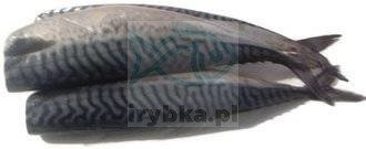 Frische, ganze, ausgenommene Makrele ohne Kopf