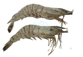 Black Tiger Garnelen ganz in der Schale - /8-12 Stk./kg - 25% Glasur