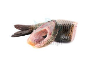 Karpfenglocke - frisch / aus polnischer Zucht