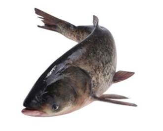 Frischer Silberkarpfen mit Kopf - ausgenommen / 2kg Stück