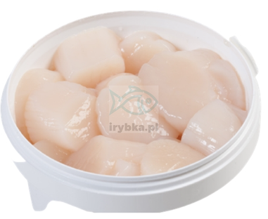 Muschelfleisch Jacob - frisch -(Jakobsmuscheln) 1 kg