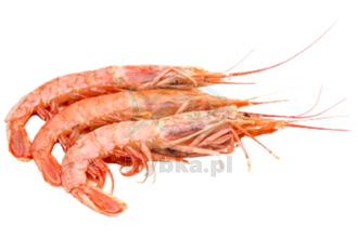 Argentinische Garnelen L1