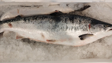Frischer ganzer Lachs - ausgenommen / wild / - 4-5 kg/Stk.