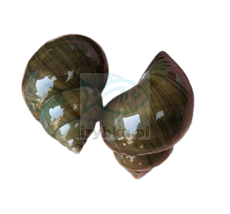 Schnecke Pobrzeżek - frisch