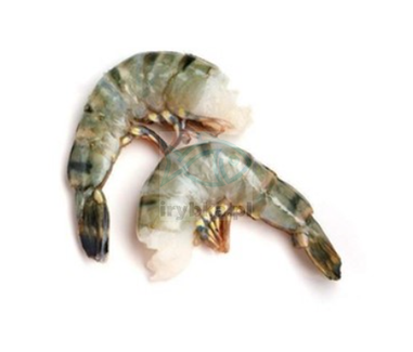 Black Tiger Garnelen roh ohne Kopf in der Schale - /13-15 Stk./kg - 20% Glasur
