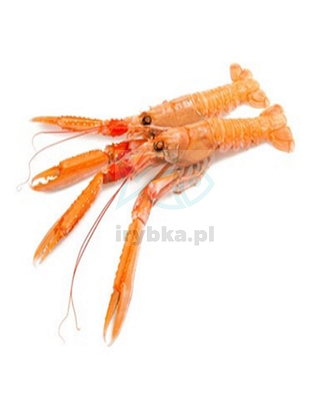Langustine - 31-40 1kg / 25% Glasur /