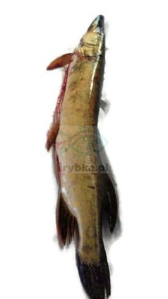 Frisch ausgenommener Hecht