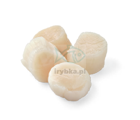 Muschelfleisch Jacob - gefroren - (Jakobsmuscheln) 10/20 Stk./kg