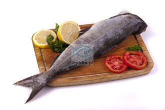 Kabeljau Kadaver Seelachs ohne Kopf - gefroren