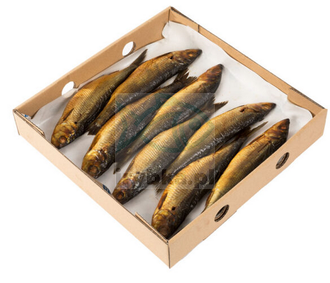 Geräucherter Schinken ganz mit Kopf - Klasse 1