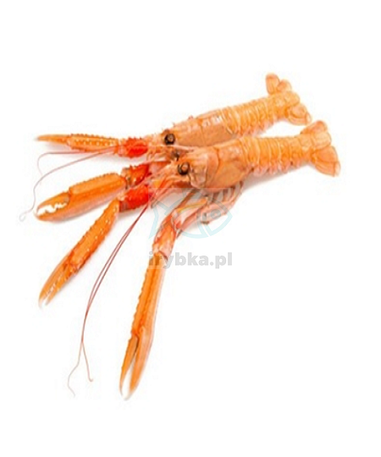 Langustine - 31-40 1kg / 25% Glasur /