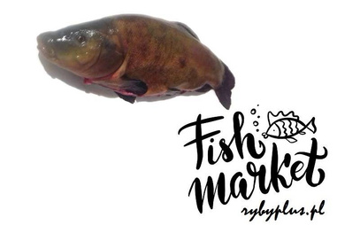 Ausgenommene Schleie - Frisch