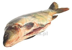 Frischer Karpfen ausgenommen mit Kopf / aus polnischer Zucht