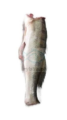 Frischer Zander ohne Kopf - ausgenommen