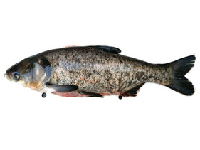 Frischer Silberkarpfen mit Kopf - ausgenommen / 2kg Stück