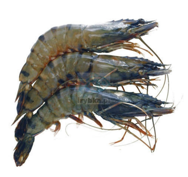 Black Tiger Garnelen ganz in der Schale - /6-8 Stk./kg - 25% Glasur